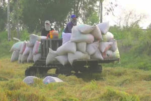 Thiếu máy gặt, nông dân Bạc Liêu gặp khó khăn từ thu hoạch và bán lúa