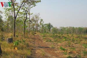 “Sai phạm “chí tử” của cựu Chủ tịch Gia Lai là chuyển đổi rừng nghèo“