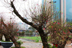 Bản tin Kinh tế Plus: Đào, quất xuống phố giá tiền triệu mới mua được