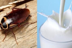 Phát hiện kinh ngạc:  Sữa gián tốt gấp 4 lần sữa bò