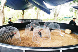 TP HCM: Nhận 1 tỷ đồng chạy án cho chủ trường gà, người đàn ông bị bắt