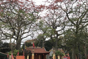 Ngắm hàng mộc miên cổ thụ "thắp lửa" phố biển Hải Phòng