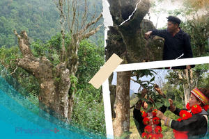 Đau đáu tìm cách bảo tồn và phát triển cây chè shan tuyết cổ thụ