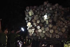 Bắt giữ nhóm khai thác rừng trái phép quy mô lớn