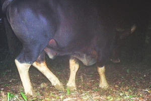 3 cá thể bò tót xuất hiện gần suối nước nóng Bang ở Quảng Bình