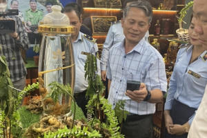 Mở cửa Phòng trưng bày “Nhận diện đúng sâm Ngọc Linh trên thị trường” Mở cửa Phòng trưng bày “Nhận diện đúng sâm Ngọc Linh trên thị trường”