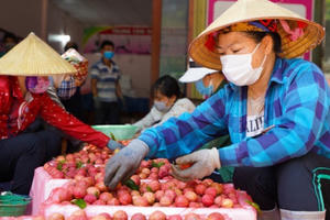 Hơn 100 thương nhân Trung Quốc được nhập cảnh mua vải thiều Bắc Giang