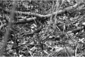 Chiếc đầu người bí ẩn ở bìa rừng Chiếc đầu người bí ẩn ở bìa rừng