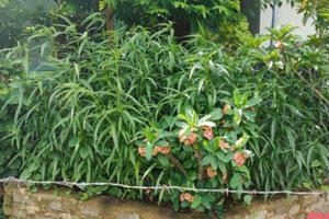 Thanh Hóa: Trồng hàng trăm cây cần sa trong vườn nhà