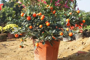 Hoa Tết giá mềm, người dân tranh thủ đi chọn sớm