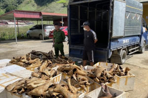 Bắt giữ 1 tấn thịt động vật bốc mùi hôi thối đang đi tiêu thụ