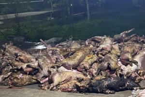 Nghệ An: Cháy trại chăn nuôi, hơn 1.000 con lợn lửa thiêu chết