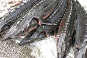 Một cơ sở kinh doanh cá tầm không rõ nguồn gốc bị phạt 70 triệu đồng