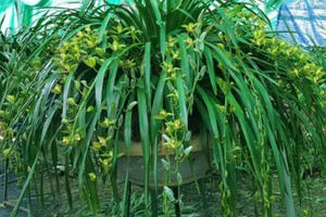 Lan Trần Mộng siêu rẻ, 20 nghìn/cành hoa dài cả mét