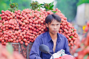 Thủ phủ vải thiều Lục Ngạn sẽ thu hoạch trái vải chín sớm từ 20/5