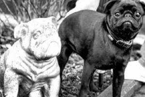 Án nhỏ khó xử liên quan con chó bị… phát mãi Án nhỏ khó xử liên quan con chó bị… phát mãi