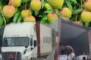 Vải sớm vào mùa, xe Container ùn tắc nhiều ngả đường ở Tân Yên