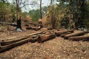 Phát hiện thêm một vụ hủy hoại rừng ở Vườn Quốc gia Yok Đôn