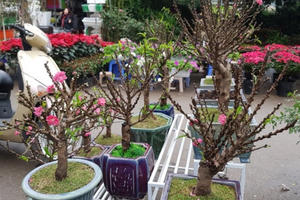 Đào 2 gang tay mạo danh đào thất thốn: Hàng Trung Quốc đấy