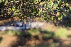 Đắk Nông: Phát hiện thi thể nam giới trong rẫy cà phê