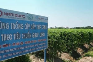 Gian nan tìm dược liệu sạch chữa bệnh tiểu đường