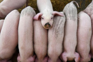 Đằng sau "phép màu thịt lợn" của Trung Quốc