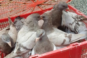 Quảng Ninh: CSGT thu giữ 500 con chim bồ câu không rõ nguồn gốc