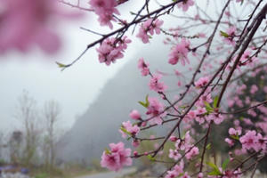 Photo: Hoa Đào, hoa Lê "kéo" du khách lên cao nguyên đá Đồng Văn