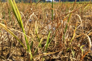 Đơn vị thi công cầu Đồng Sơn từng thi công nhầm gần 3.000m2 đất tại huyện Yên Dũng