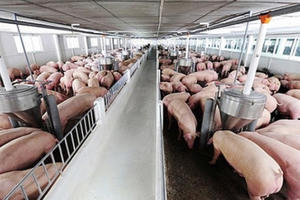 Giá lợn hơi hôm nay 3/1: Nhiều yếu tố "đẩy" giá lợn tăng cao?