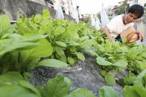 Rau tự trồng vẫn có nguy cơ nhiễm kim loại nặng