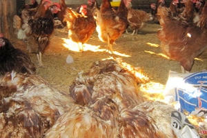 Năm 2018 sẽ có vắc xin cúm A/H5N1 biến chủng mới cho gia cầm