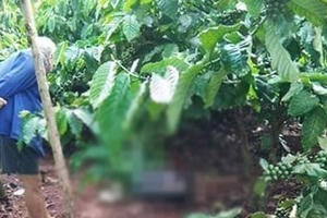 Đắk Lắk: Tá hỏa phát hiện thi thể người đàn ông trong rẫy cà phê