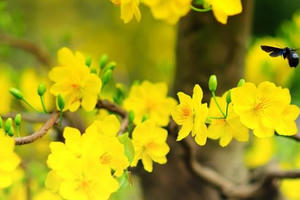 Ngày Xuân lên núi săn Mai