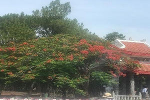 Cháy mãi màu hoa đỏ Trường Sơn