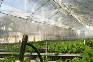 Nông trại rau hữu cơ 5 tỷ giữa phố nhà giàu ở Sài Gòn