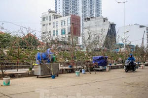 Hoa lê rừng tiền triệu hút khách Thủ đô sau Tết