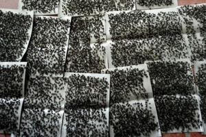 Người dân kêu trời vì ruồi tại bãi rác Nam Sơn Người dân kêu trời vì ruồi tại bãi rác Nam Sơn