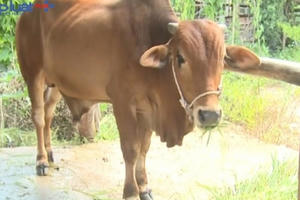 Phát hiện ổ dịch lở mồm long móng thứ 2 tại Thanh Hóa