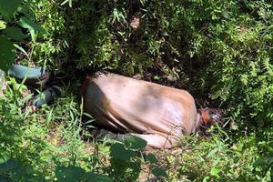 Phát hiện thi thể người đàn ông không rõ lai lịch đang phân huỷ tại bãi trồng cây cảnh