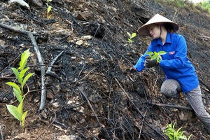 Một số địa phương ở Bắc Kạn trồng rừng vượt 100% kế hoạch