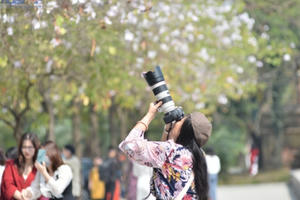 Những cung đường Hà Nội rợp sắc hoa ban xao xuyến lòng người