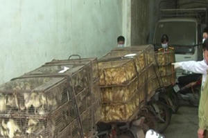 Lạng Sơn: Bắt giữ nhóm người vận chuyển hàng nghìn con gia cầm lậu