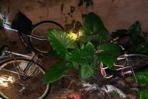 Nghệ An: Tìm kiếm hai anh em ruột mất tích cùng bạn