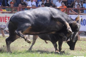 Những trận quyết chiến cuối cùng Lễ hội chọi trâu Đồ Sơn 2019