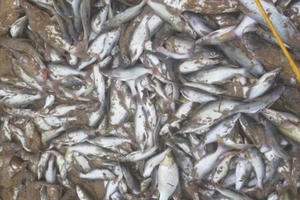 Cá chết nổi trắng trên sông Con: Rà soát các cơ sở sản xuất, truy “thủ phạm”