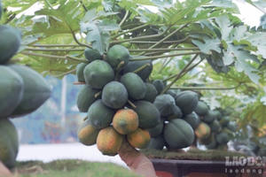 Hưng Yên: Đu đủ bon sai bán với giá 25 triệu đồng