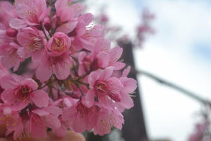 Hoa mai anh đào bắt đầu tô hồng các cung đường Đà Lạt