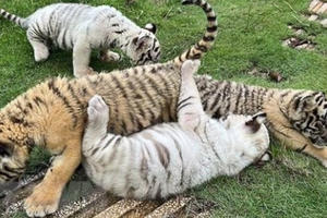 Hổ Bengal quý hiếm sinh được 7 con