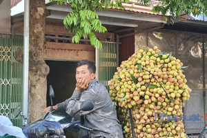 Vải sớm tại Bắc Giang có giá cao nhất 70 nghìn đồng/kg